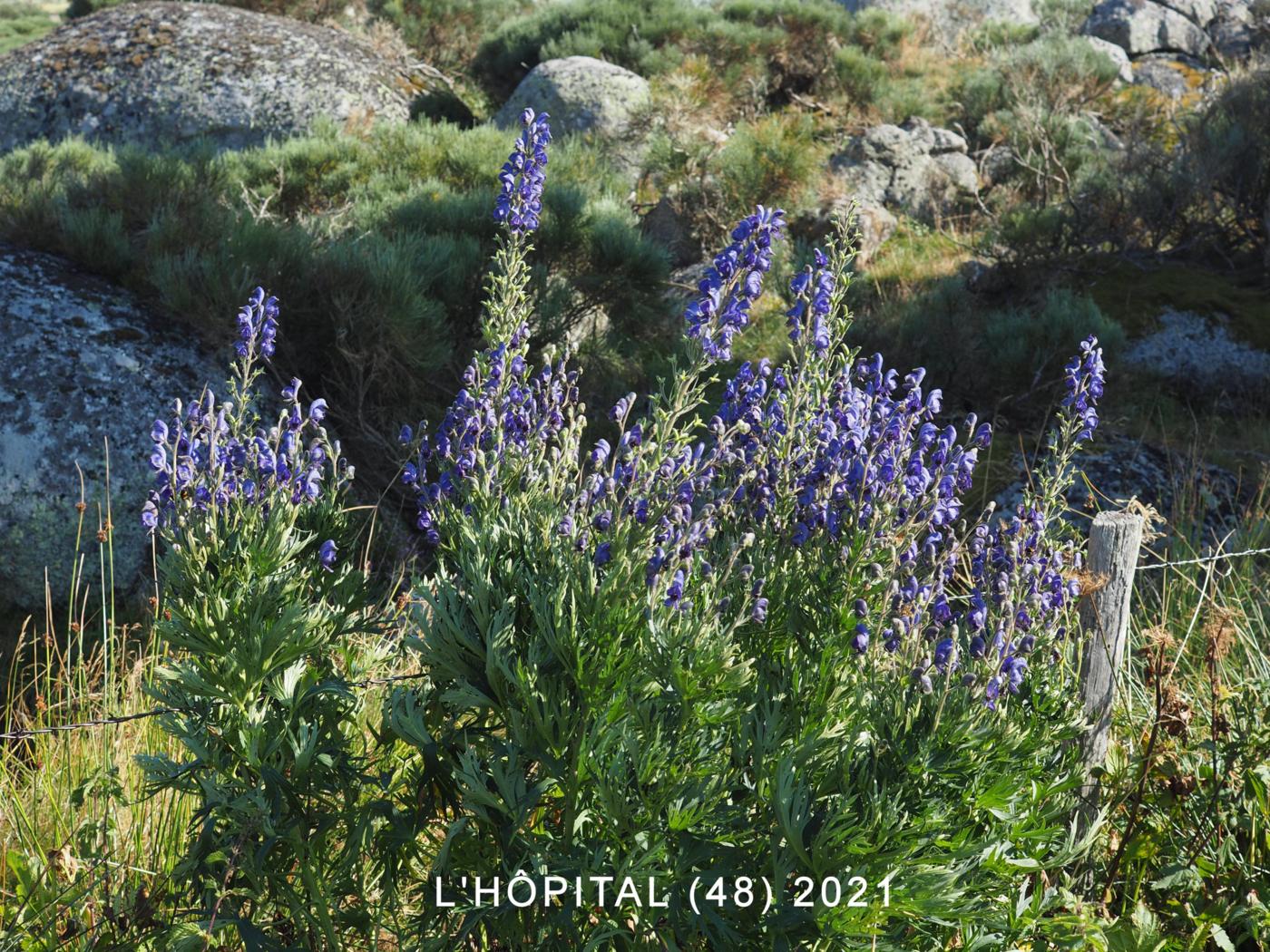 Monkshood, (Burnat's) plant